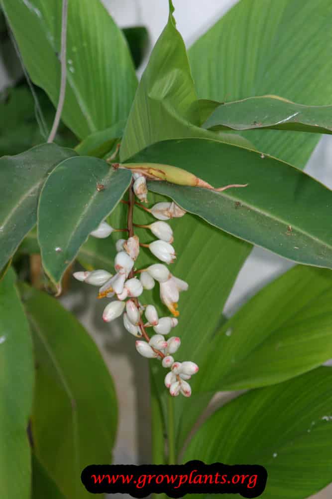 Alpinia zerumbet plant