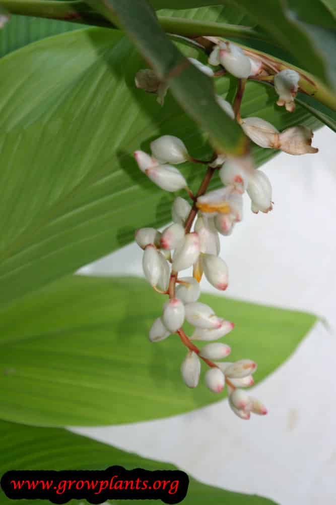 Alpinia zerumbet flower