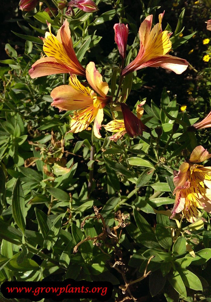 Alstroemeria orange flower