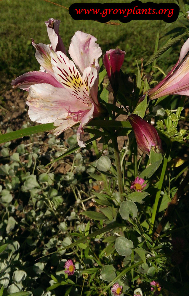 Alstroemeria