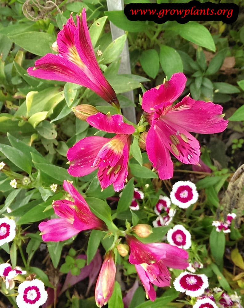 Alstroemeria care