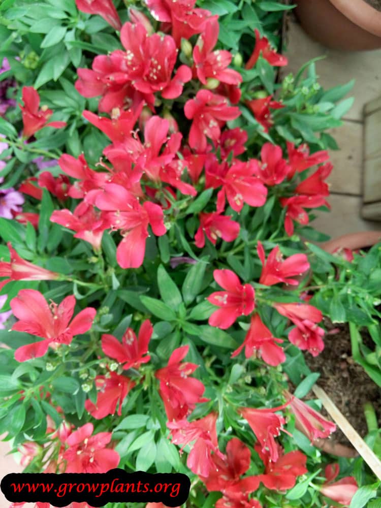 Alstroemeria plant