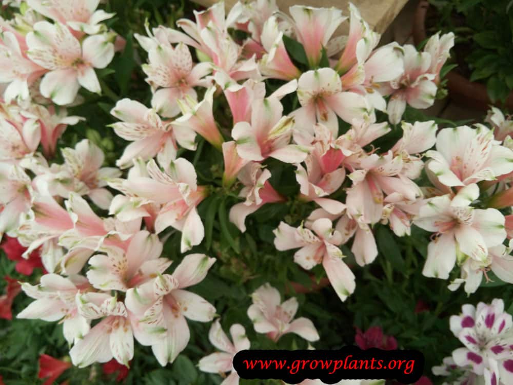 Alstroemeria growing
