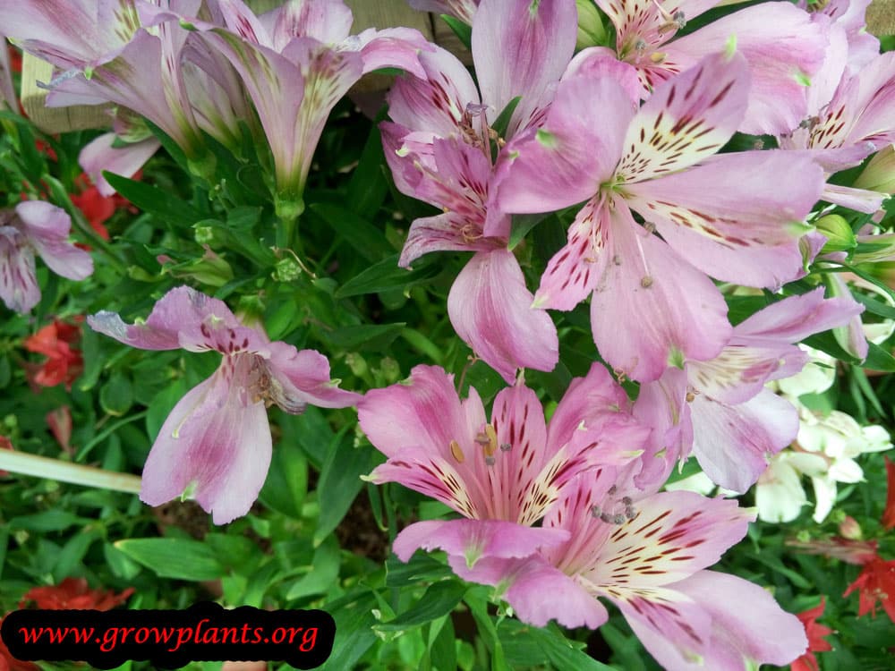 Alstroemeria pink flower