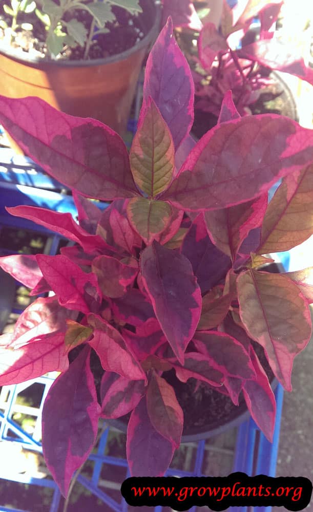 Alternanthera dentata plant
