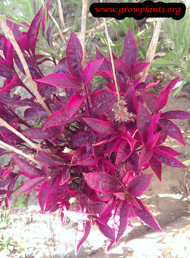 Alternanthera ficoidea