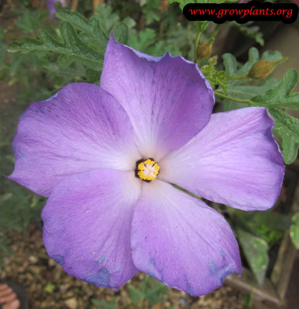 Alyogyne plant