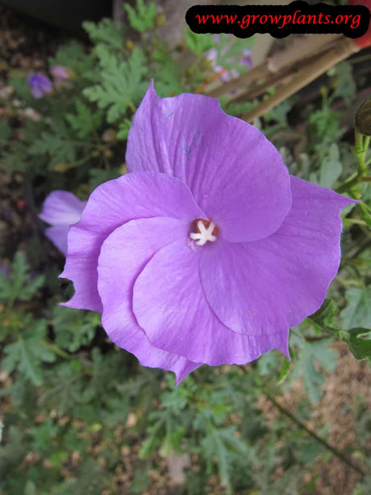 Alyogyne flower