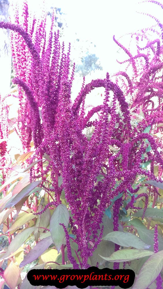 Amaranthus Cruentus plant