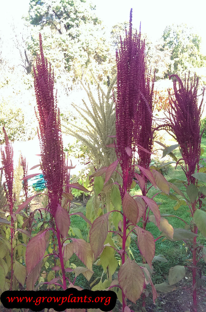 Amaranthus Cruentus