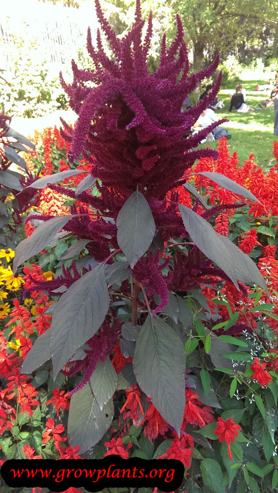 Amaranthus hypochondriacus