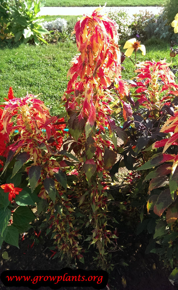Amaranthus tricolor