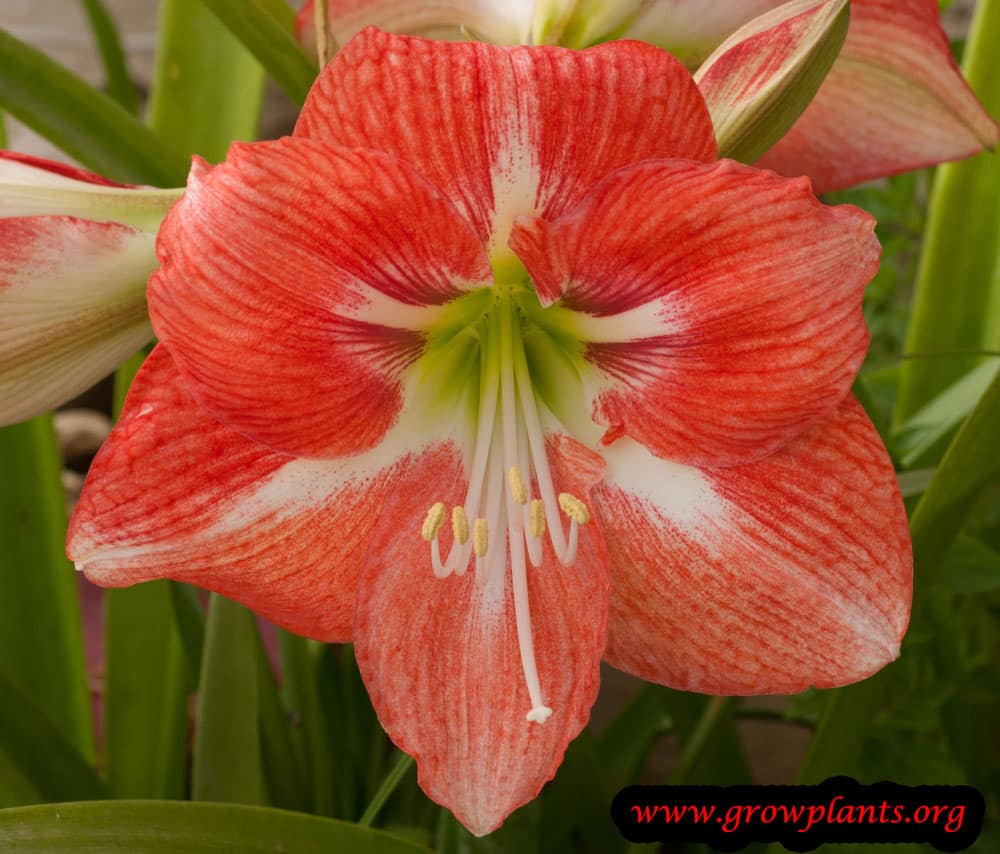 Amaryllis plant - How to grow & care
