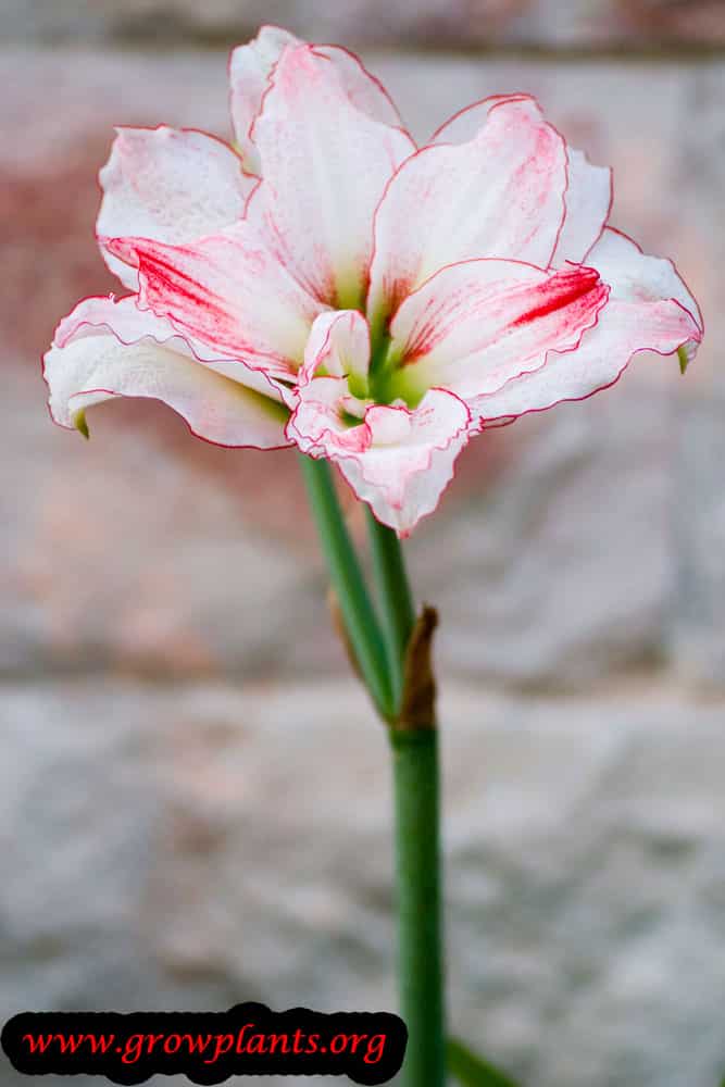 Amaryllis plant How to grow & care
