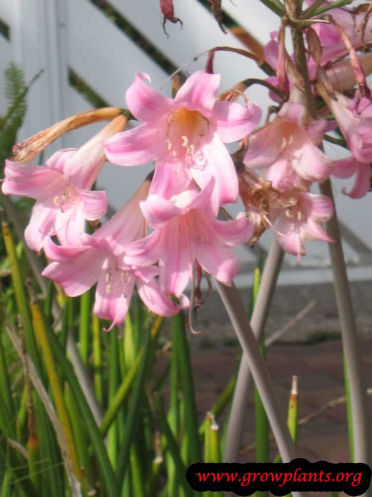 Amaryllis belladonna How to grow & care
