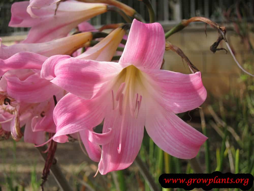 Amaryllis belladonna How to grow & care