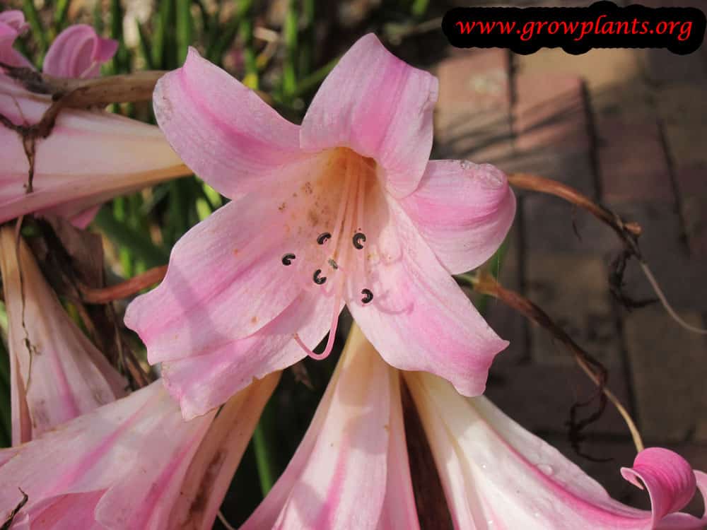 Amaryllis belladonna How to grow & care