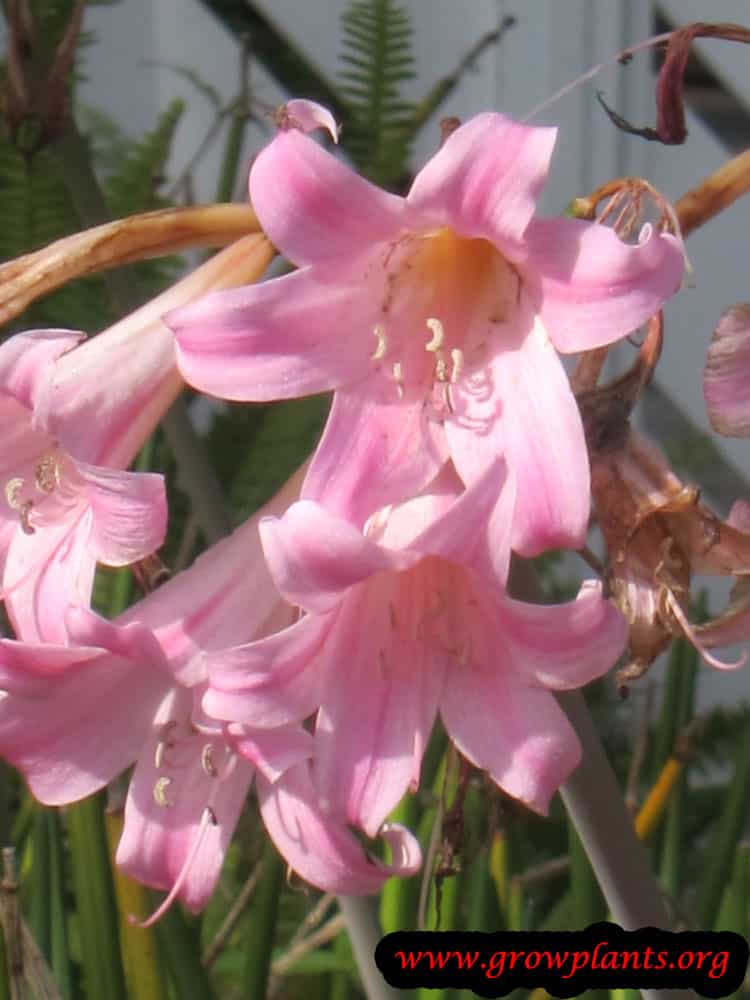 Amaryllis belladonna - How to grow & care