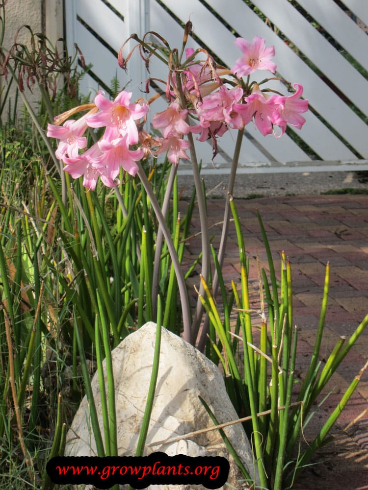 Amaryllis belladonna How to grow & care