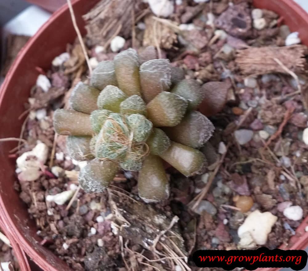 Anacampseros namaquensis plant