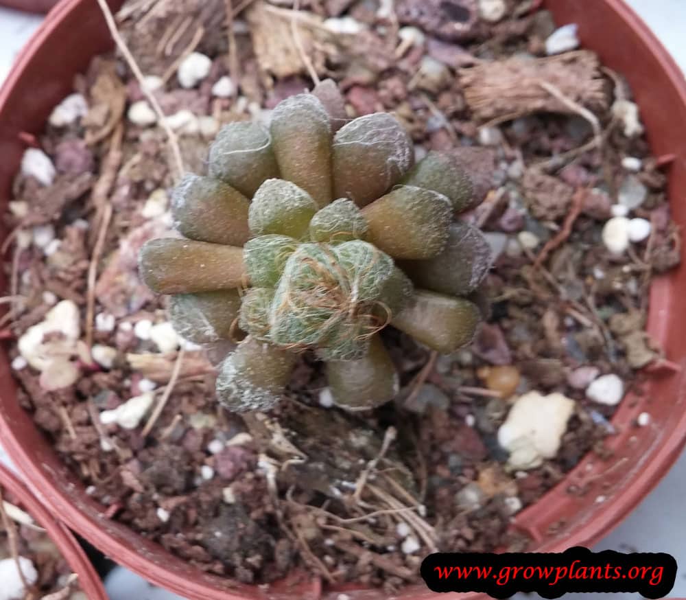 Anacampseros namaquensis