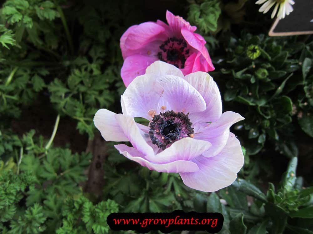 Anemone coronaria