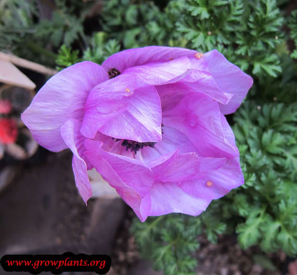 Anemone coronaria care