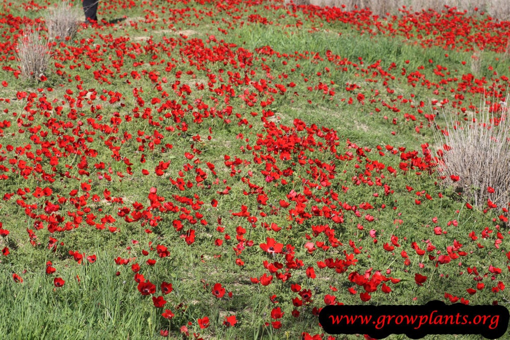 Anemone coronaria plant