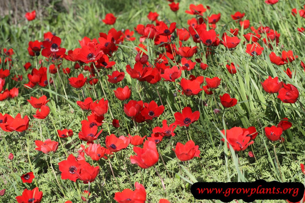 Anemone coronaria growing