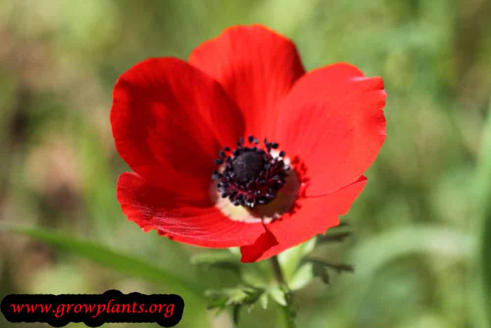 Anemone coronaria red flower