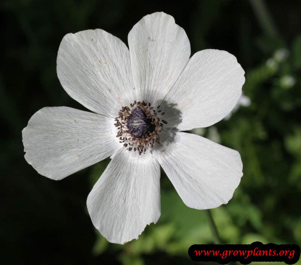 Anemone coronaria white flower