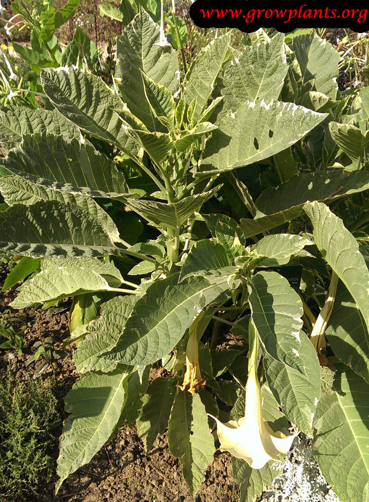 Angel trumpet care