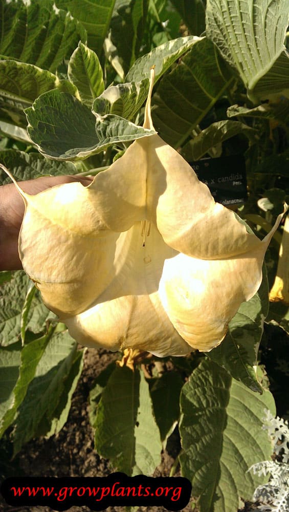 Brugsmania yellow flower
