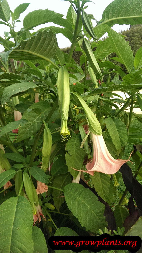 Brugsmania plant