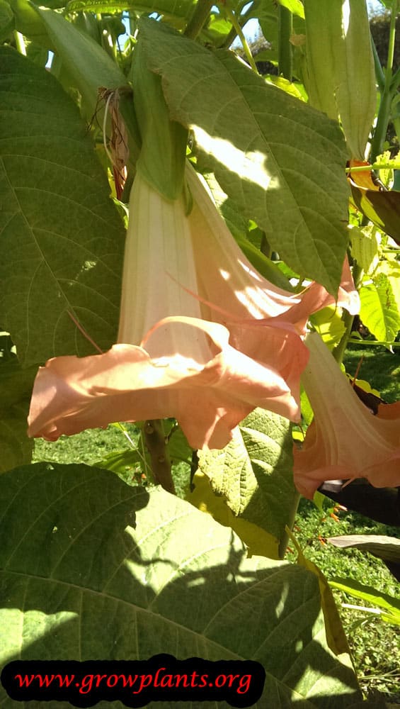 Angel trumpet growing
