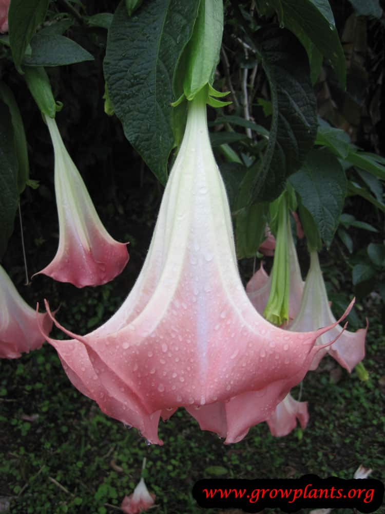 Angel trumpet