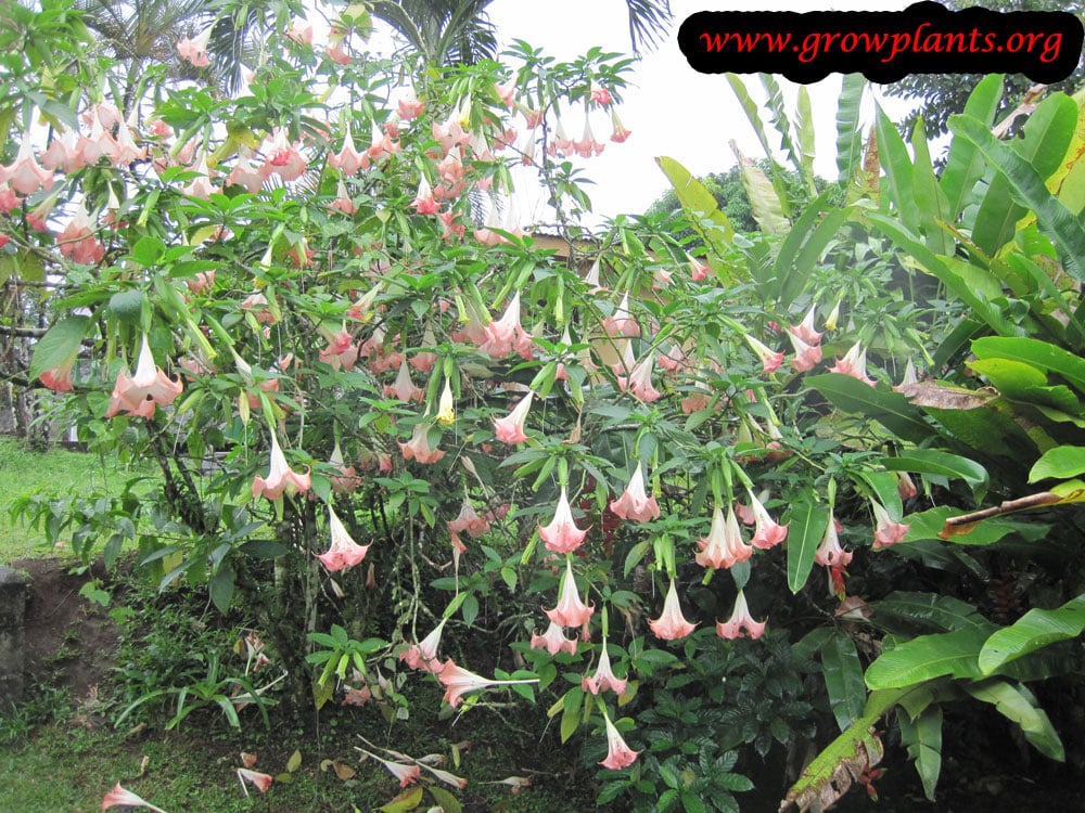 Angel trumpet plant