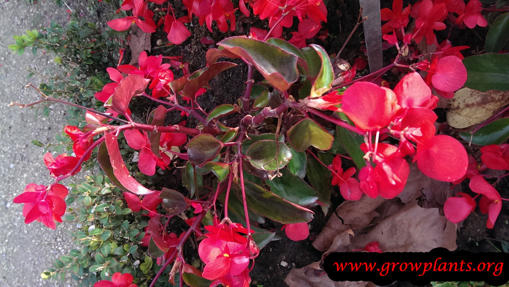 Angel wing Begonia How to grow & care