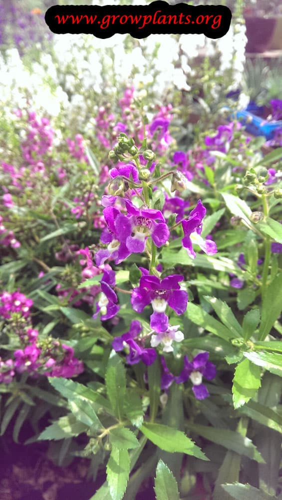 Angelonia
