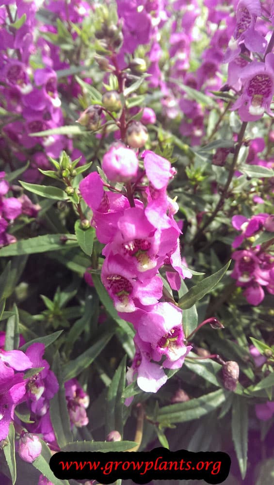 Angelonia How to grow &amp; care