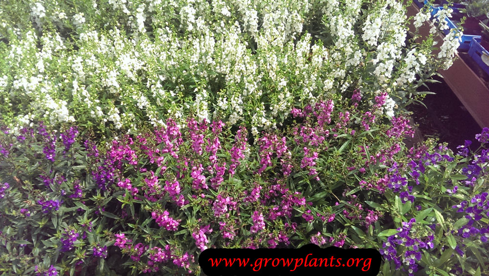 Angelonia flowers