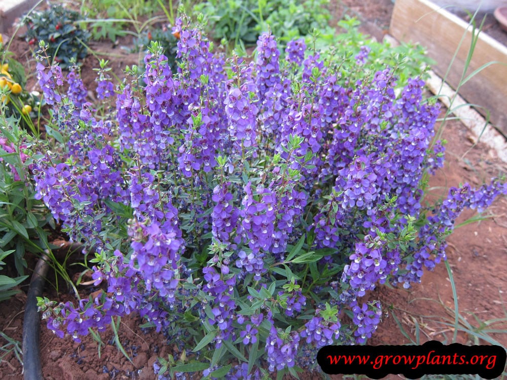 Angelonia angustifolia How to grow &amp; care