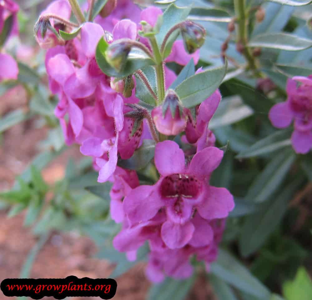 Angelonia angustifolia