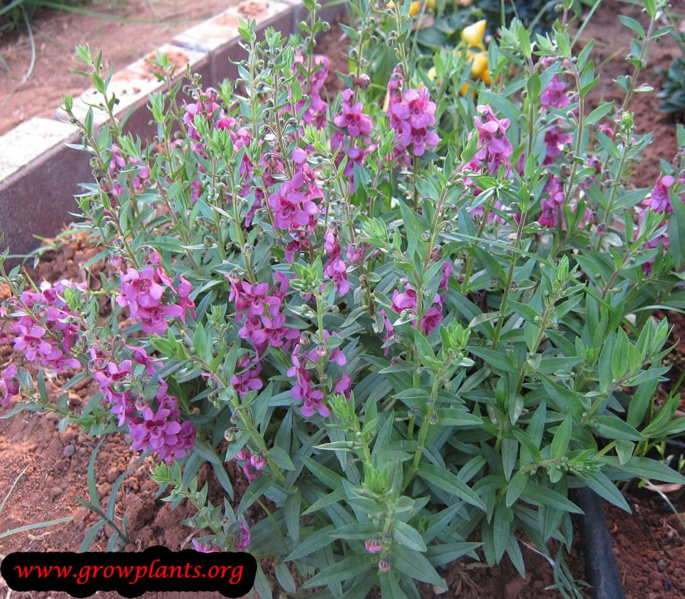 Angelonia angustifolia care