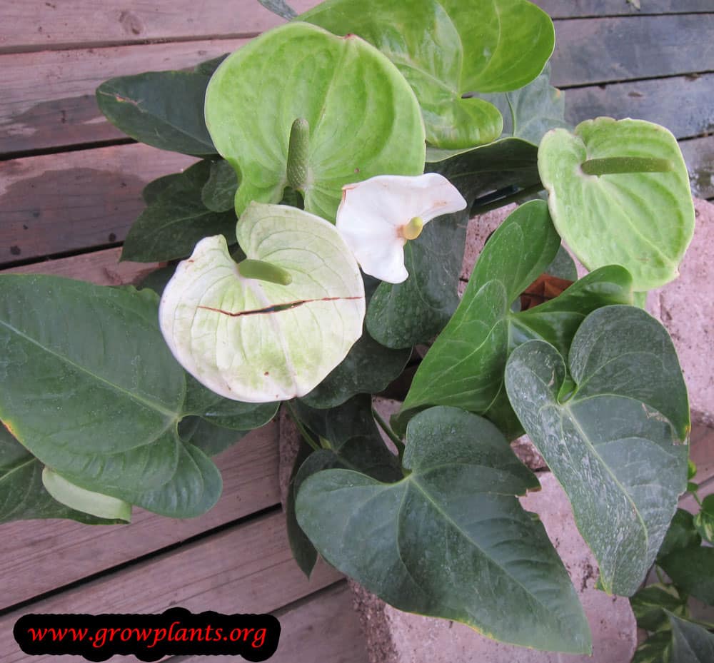 Anthurium growing