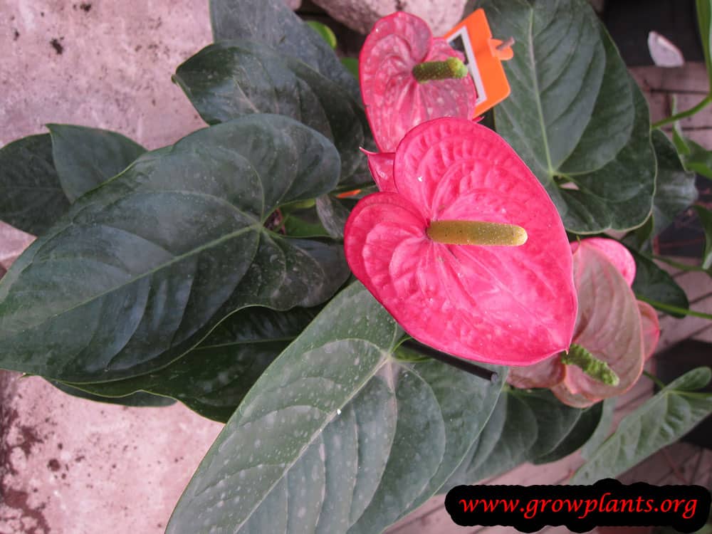 Anthurium