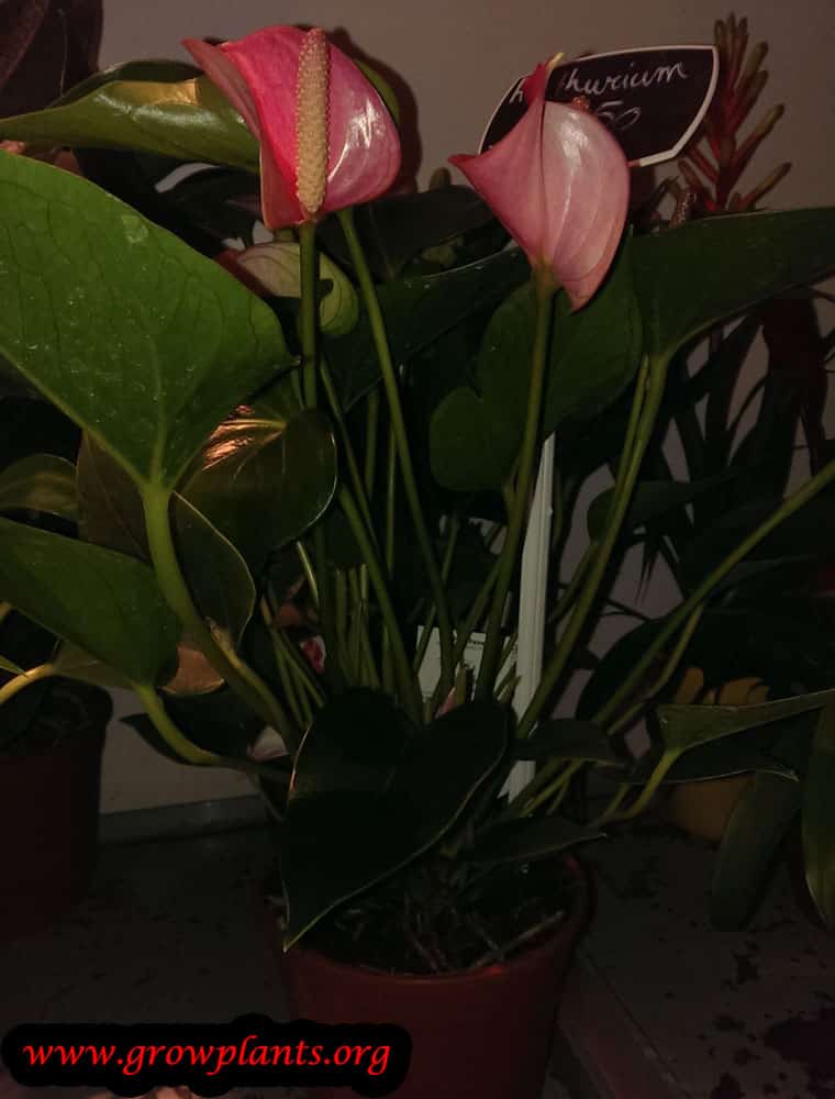 Anthurium care