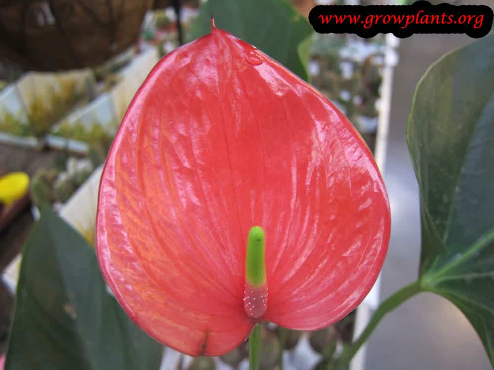Anthurium flower