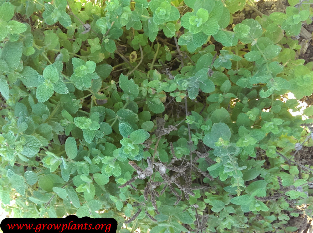 Apple mint How to grow & care