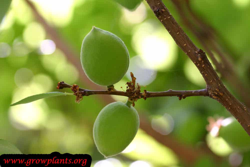 Apricot tree How to grow &amp; care